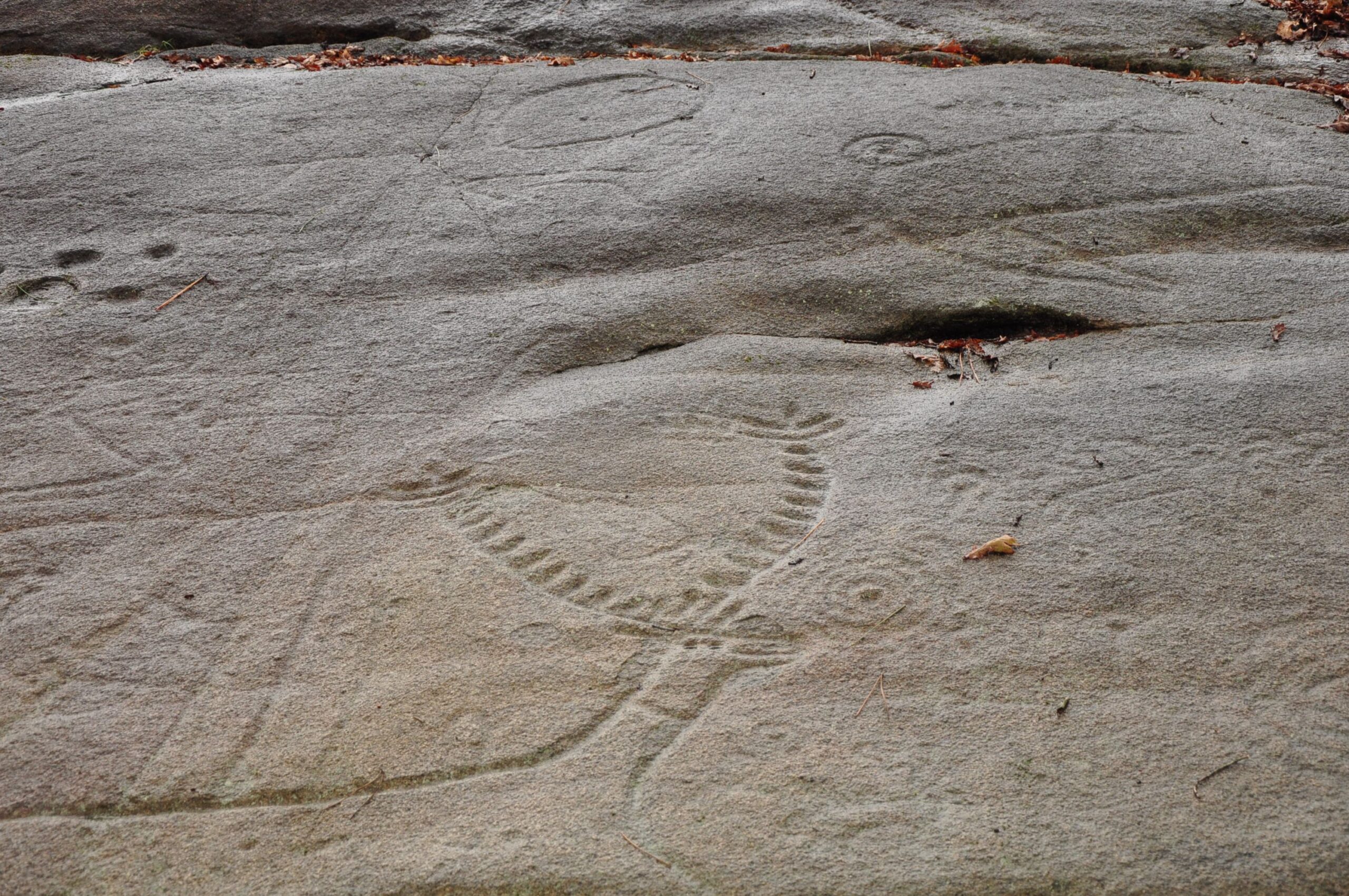 Detail of Laxe de Os Carballos in the Archaeological Park of Campo Lameiro (Pontevedra, Galicia, Spain). Animals and cup-and-ring motifs were carved on the same rock surface (Photograph by Joana Valdez-Tullett)