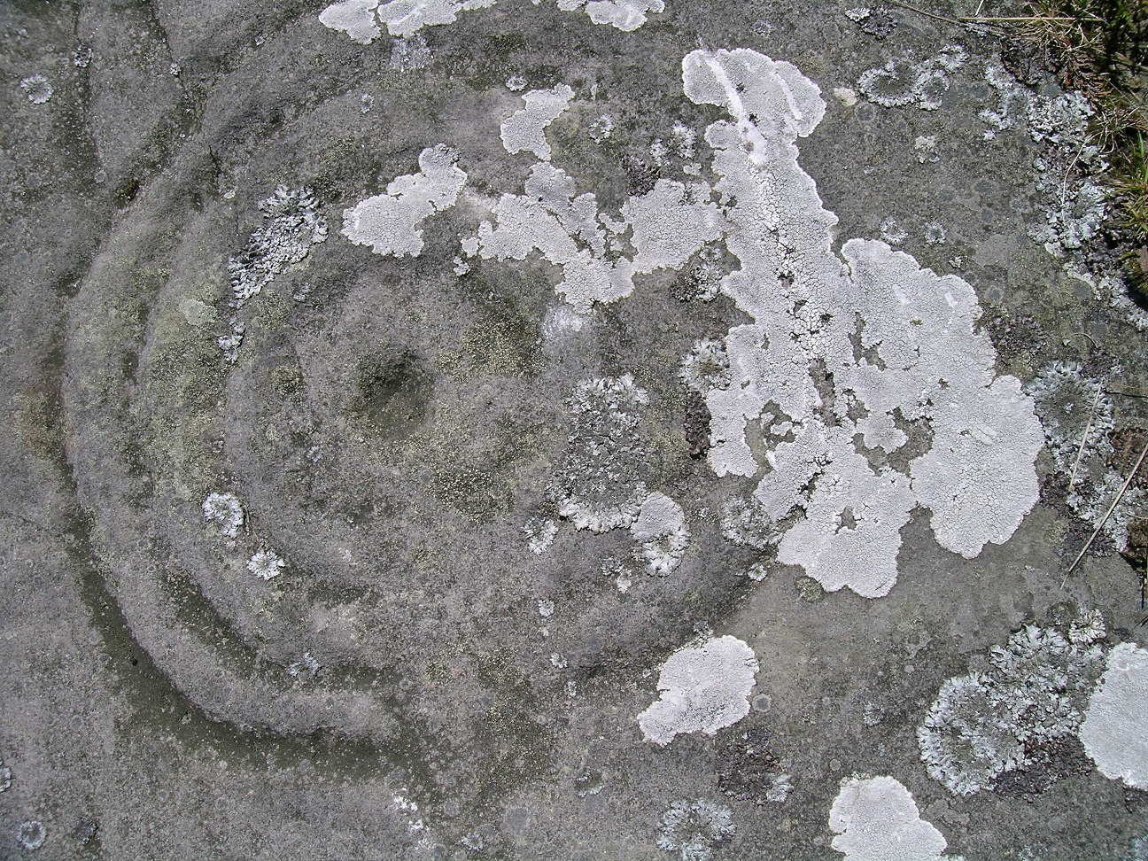 Lichen growing on carved motif