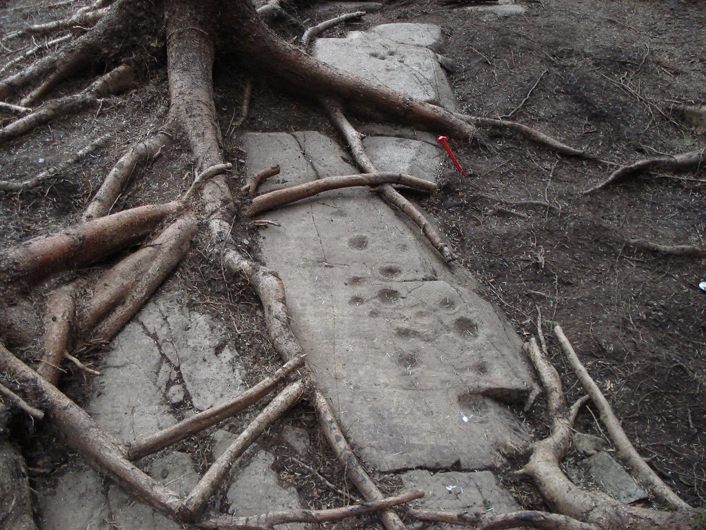 Tree roots growing on top and around carved rock (Ormaig)